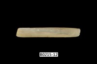 藏品(竹蟶)的圖片